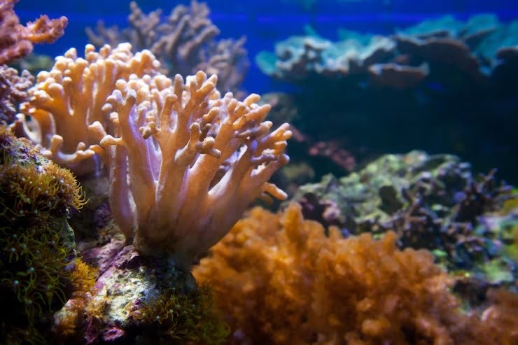 coral reef